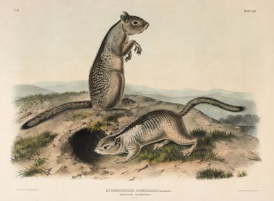 Douglasses Spermophile by John James Audubon